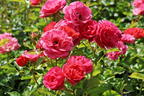 Zwergrose 'Mandarin 2016' ® - Rosa 'Mandarin 2016' ®