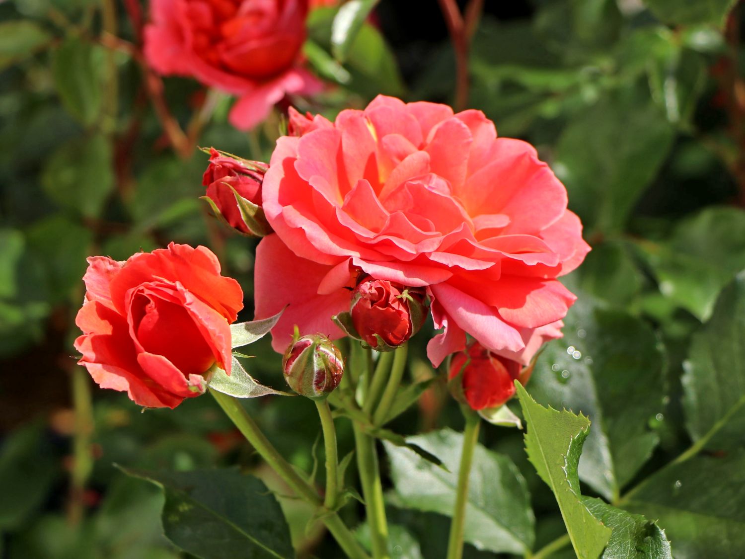 Zwergrose 'Mandarin 2016' ® - Rosa 'Mandarin 2016' ®