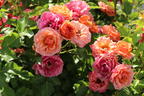 Zwergrose 'Mandarin 2016' ® - Rosa 'Mandarin 2016' ®