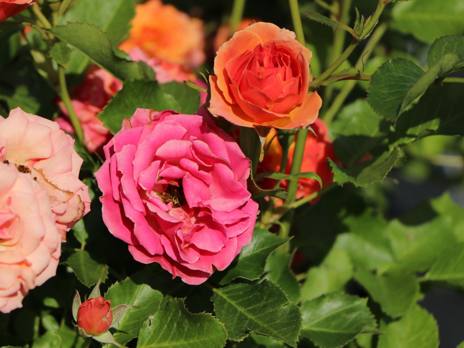 Zwergrose 'Mandarin 2016' ® - Rosa 'Mandarin 2016' ®