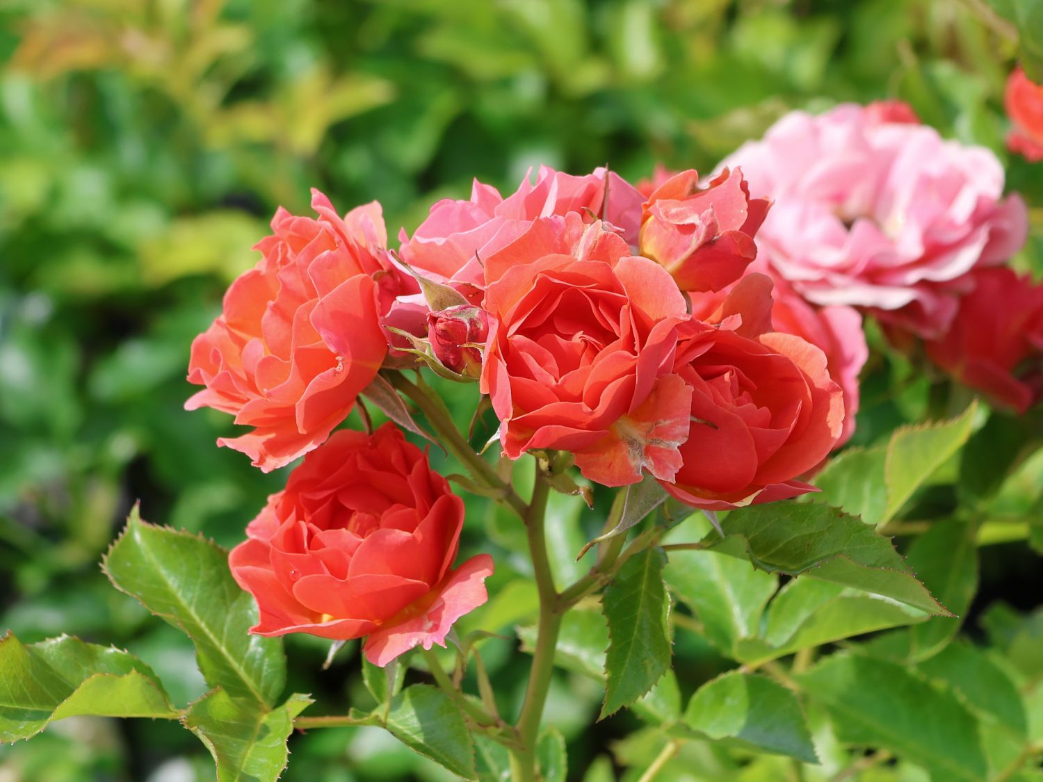 Zwergrose 'Mandarin 2016' ® - Rosa 'Mandarin 2016' ®