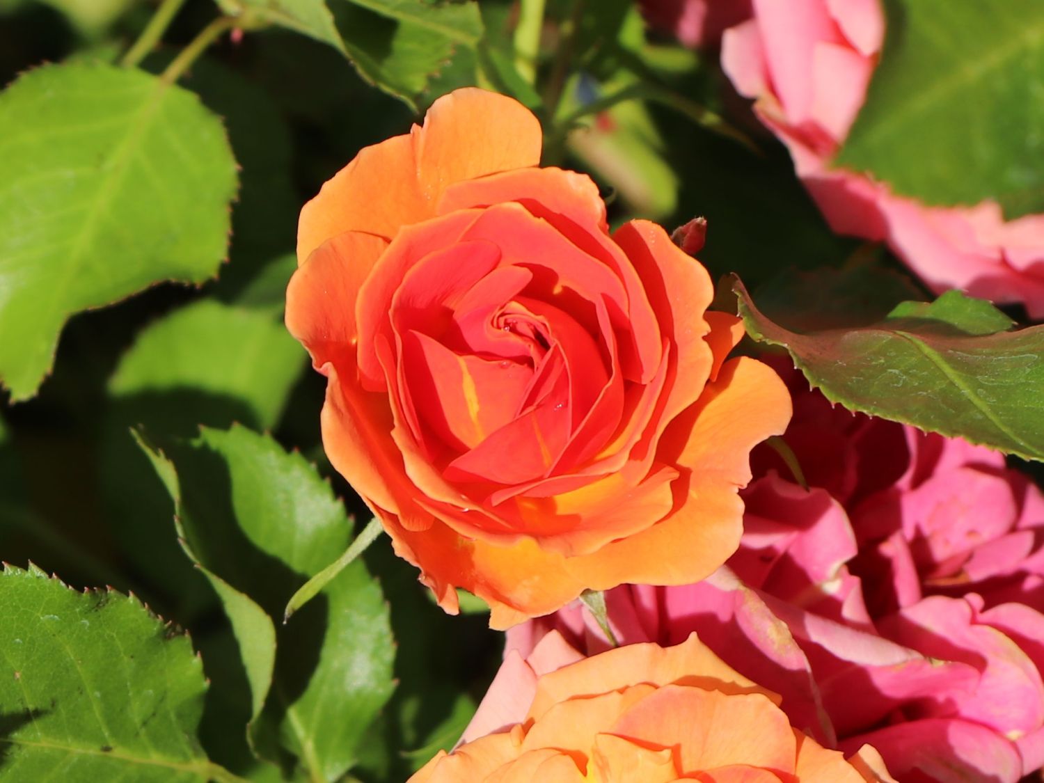 Zwergrose 'Mandarin 2016' ® - Rosa 'Mandarin 2016' ®