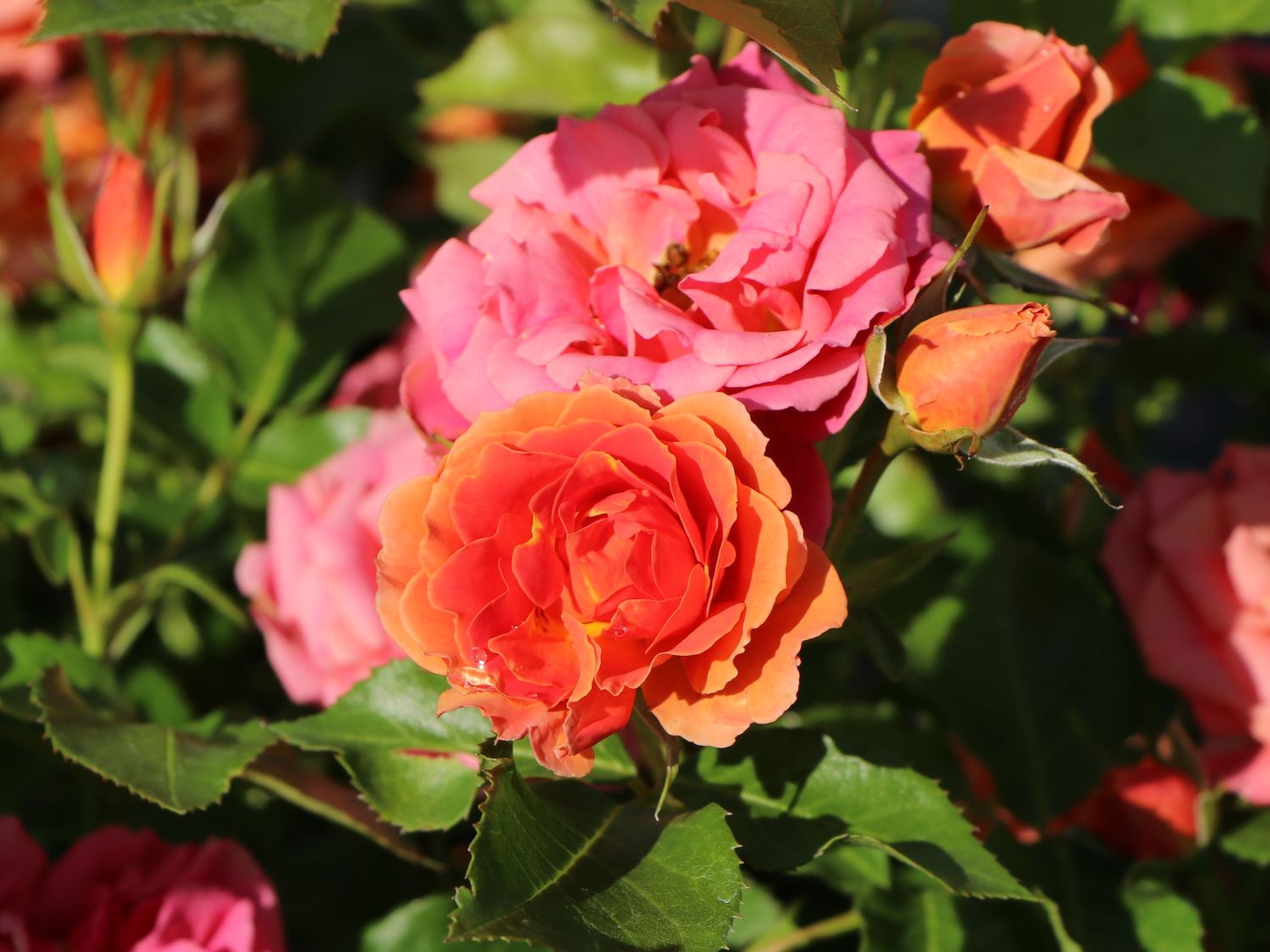 Zwergrose 'Mandarin 2016' ® - Rosa 'Mandarin 2016' ®
