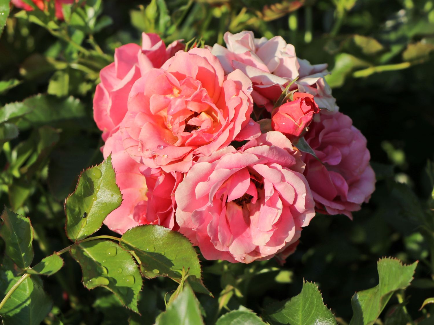 Zwergrose 'Mandarin 2016' ® - Rosa 'Mandarin 2016' ®