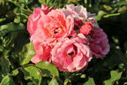 Zwergrose 'Mandarin 2016' ® - Rosa 'Mandarin 2016' ®