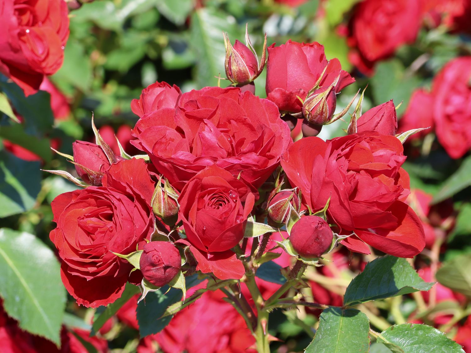 Beetrose 'Manora' ®