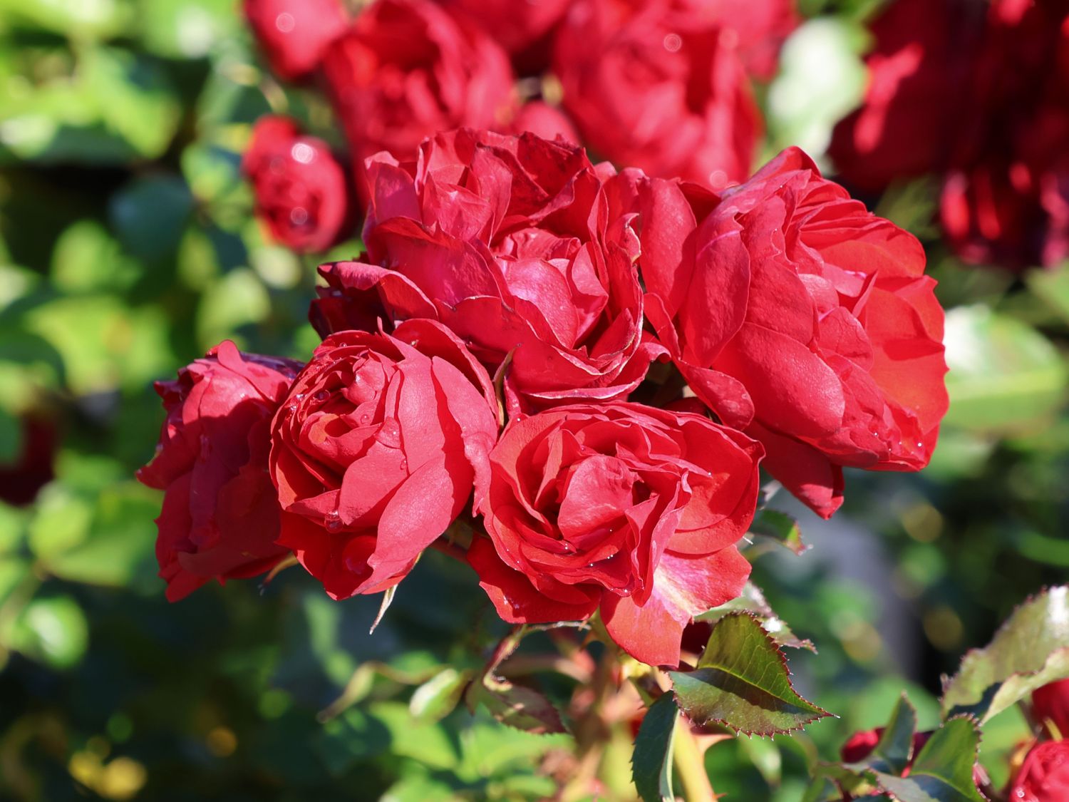 Beetrose 'Manora' ® - Rosa 'Manora' ®