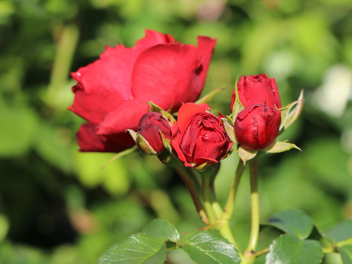 Beetrose 'Manora' ® - Rosa 'Manora' ®