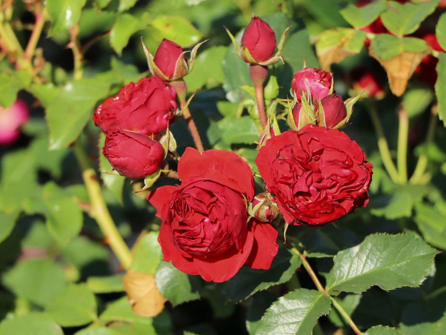 Beetrose 'Manora' ® - Rosa 'Manora' ®