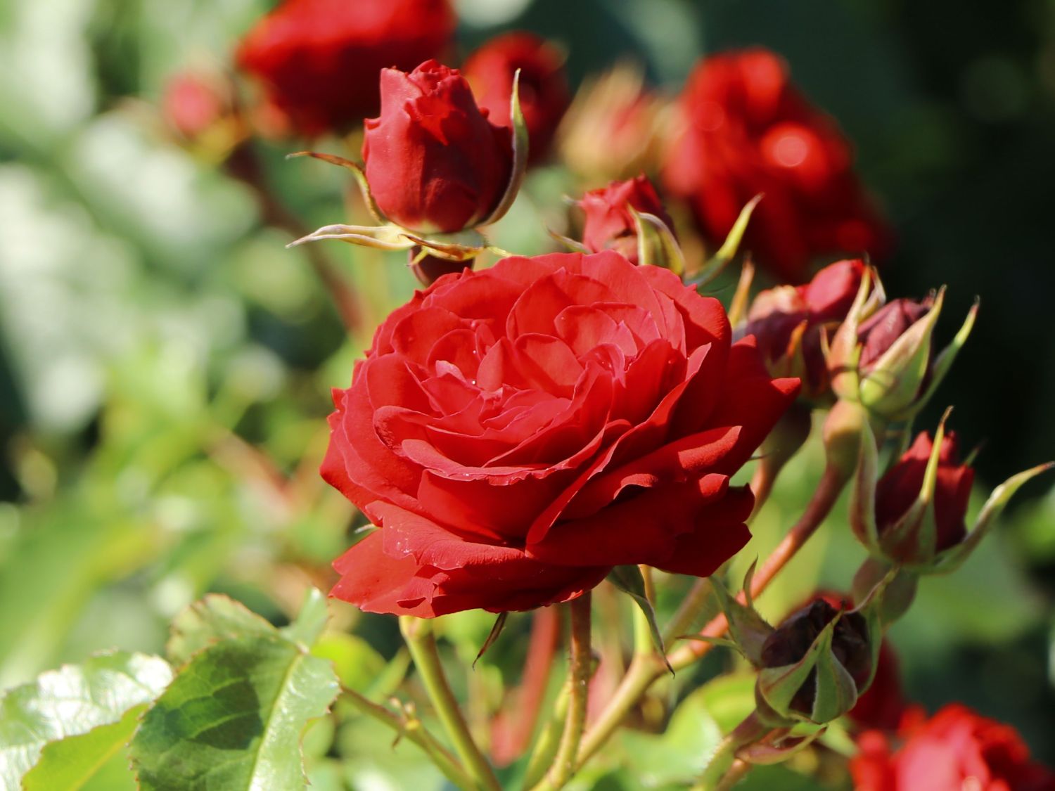 Beetrose 'Manora' ® - Rosa 'Manora' ®