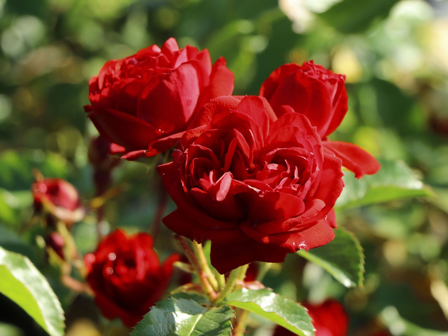 Beetrose 'Manora' ® - Rosa 'Manora' ®