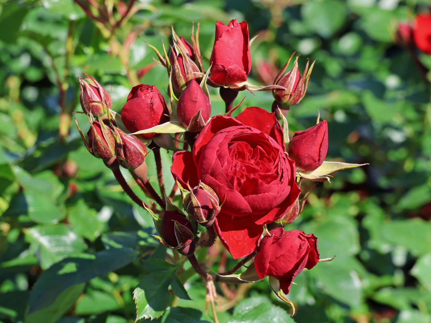 Beetrose 'Manora' ® - Rosa 'Manora' ®