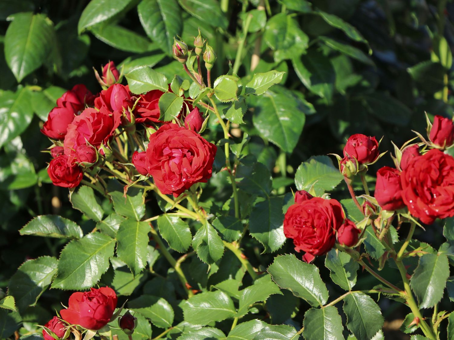 Beetrose 'Manora' ® - Rosa 'Manora' ®