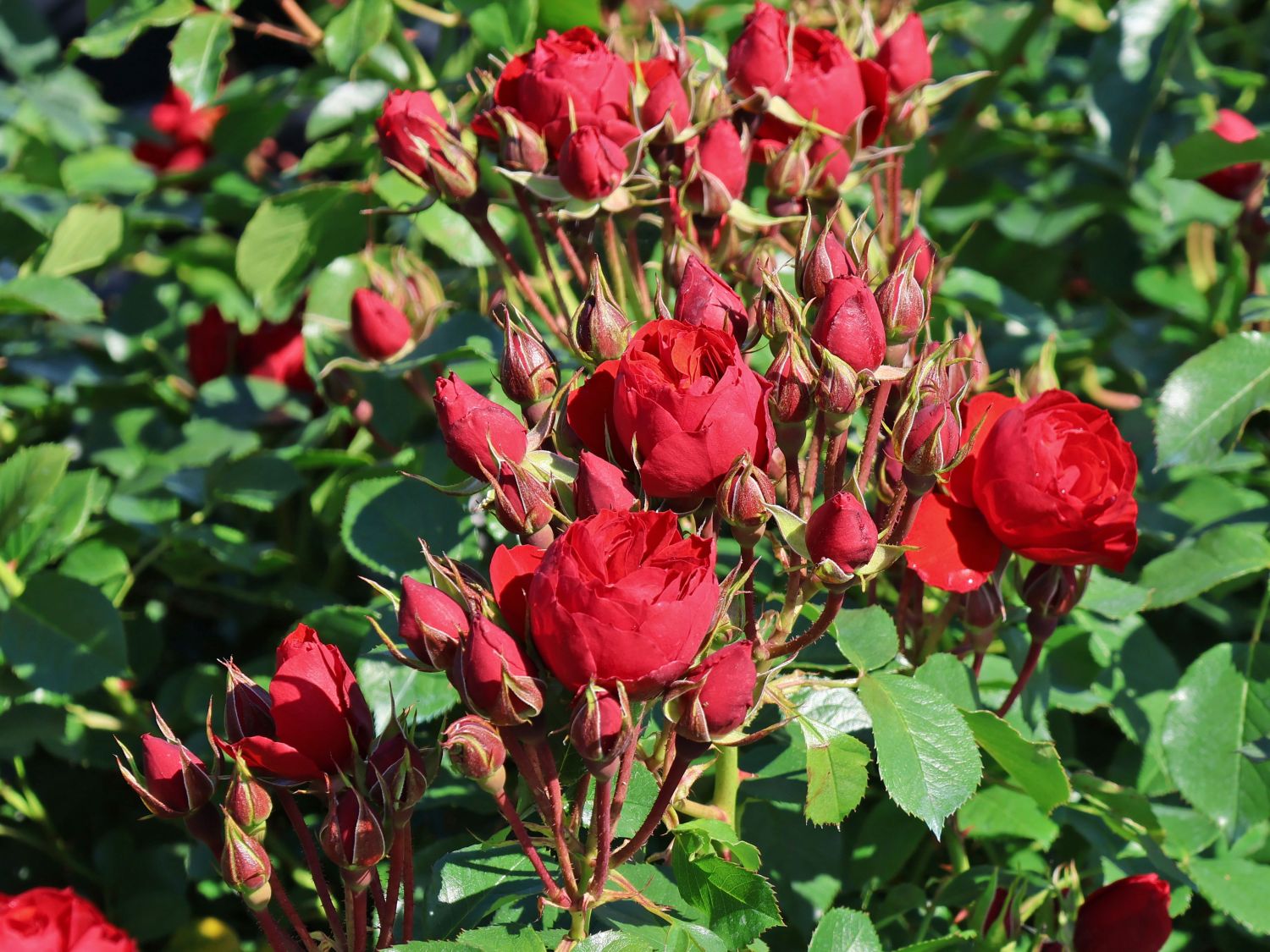 Beetrose 'Manora' ® - Rosa 'Manora' ®