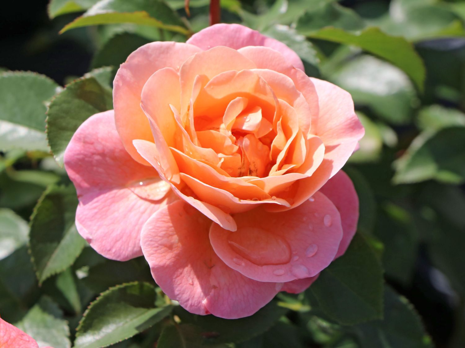 Beetrose 'Marie Curie' ®