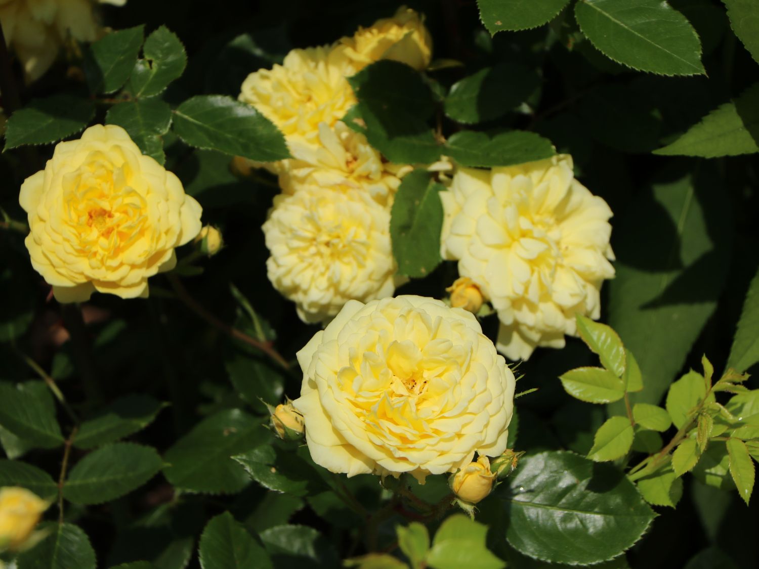 Beetrose 'Yellow Meilove' ® - Rosa 'Yellow Meilove' ® ADR-Rose