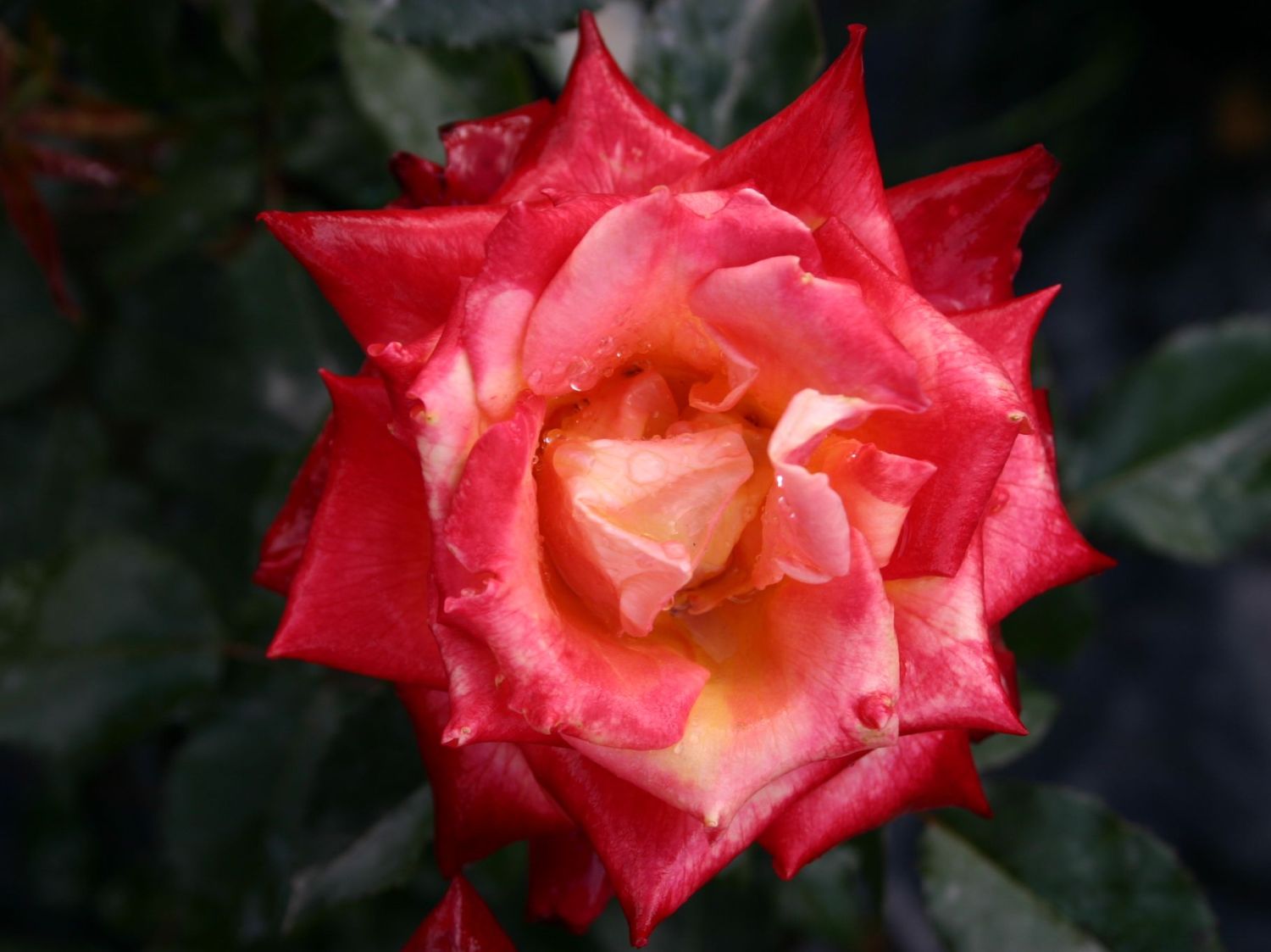 Beetrose 'Mein München'