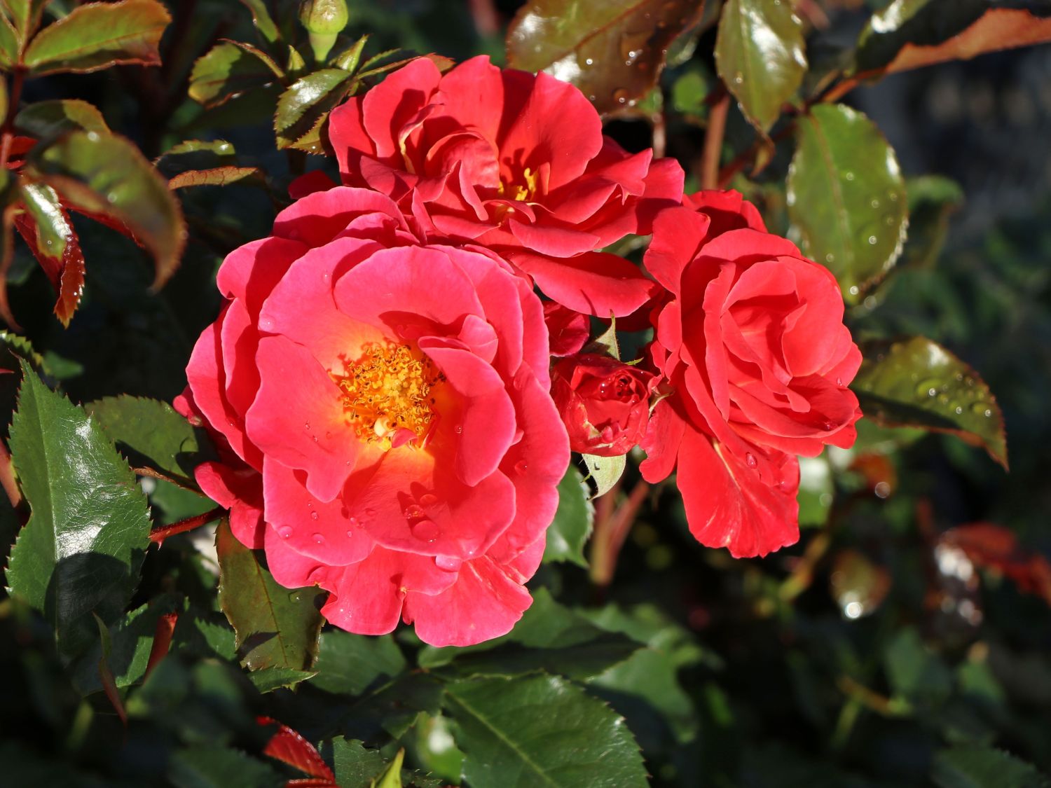 Beetrose 'Melusina' ®