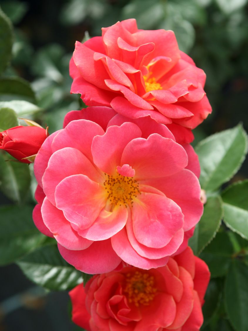 Beetrose 'Melusina' ® - Rosa 'Melusina' ®