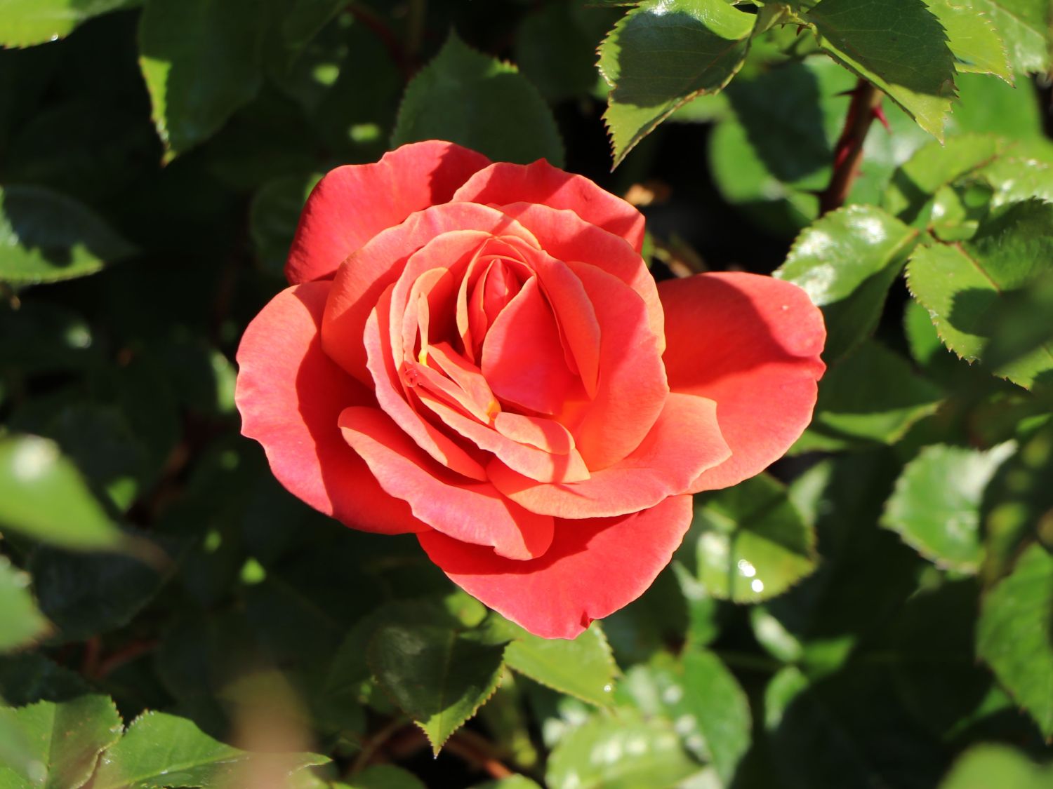 Beetrose 'Melusina' ® - Rosa 'Melusina' ®