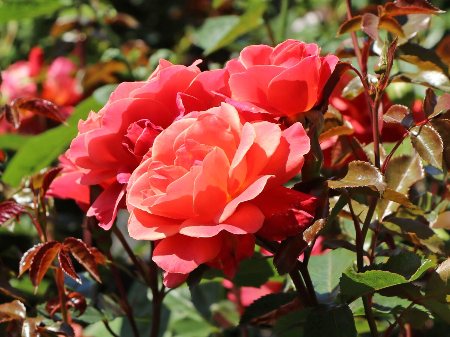 Beetrose 'Melusina' ® - Rosa 'Melusina' ®