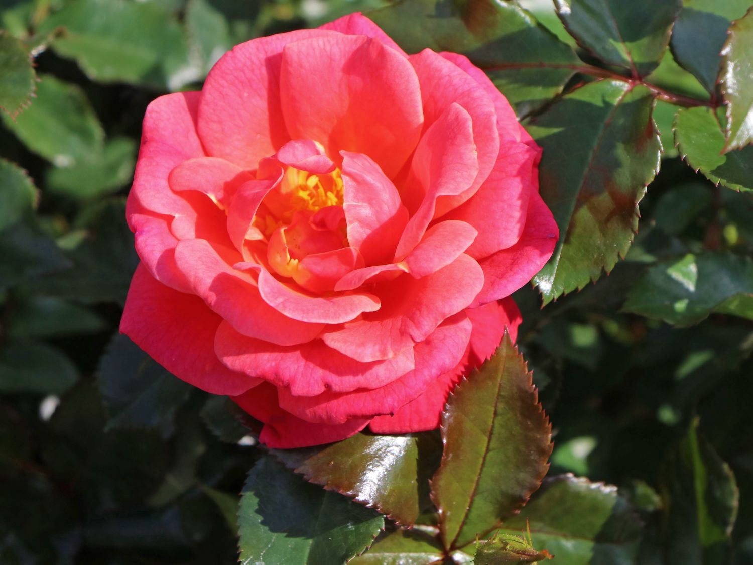 Beetrose 'Melusina' ® - Rosa 'Melusina' ®