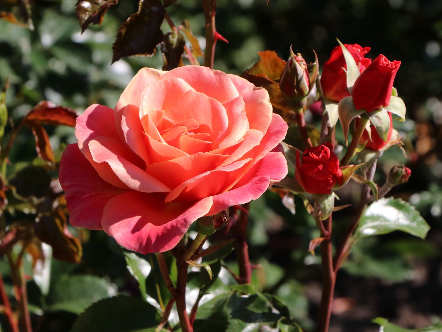 Beetrose 'Melusina' ® - Rosa 'Melusina' ®