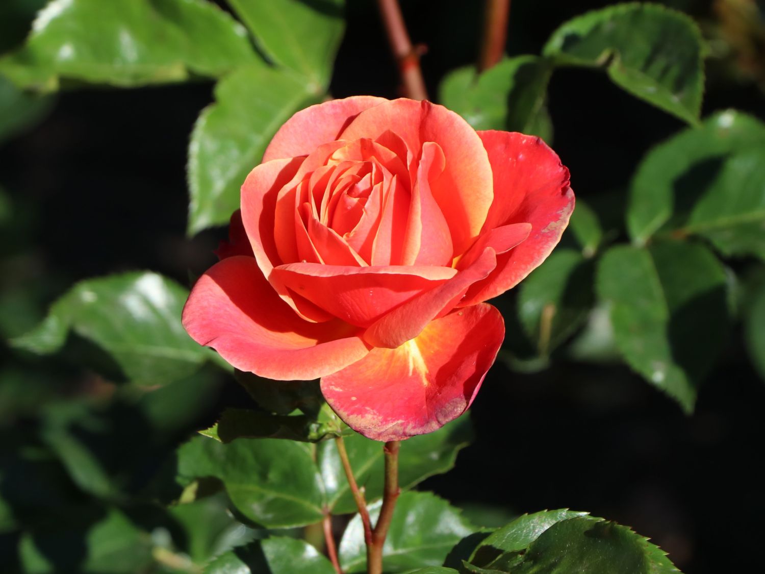 Beetrose 'Melusina' ® - Rosa 'Melusina' ®