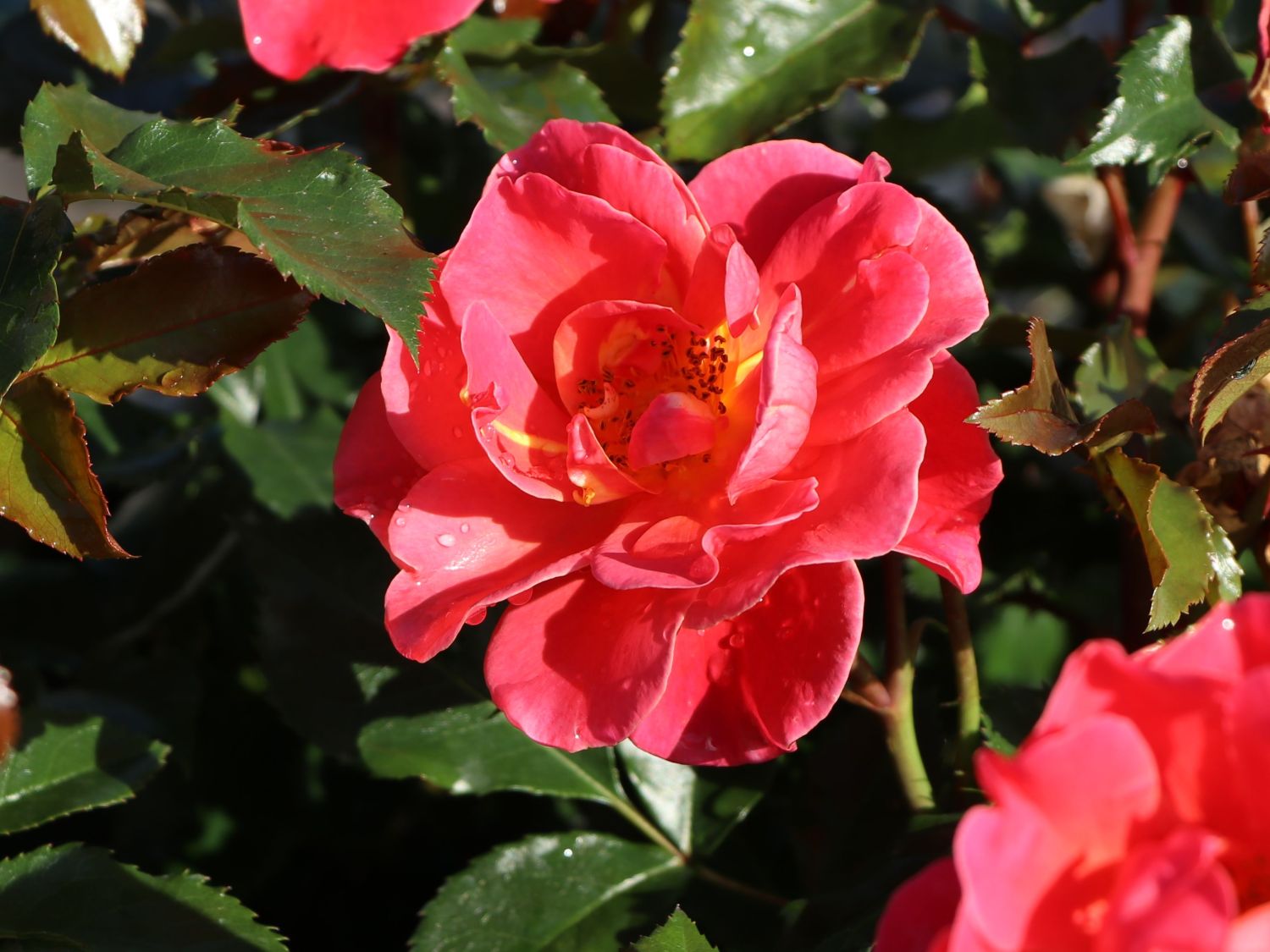 Beetrose 'Melusina' ® - Rosa 'Melusina' ®