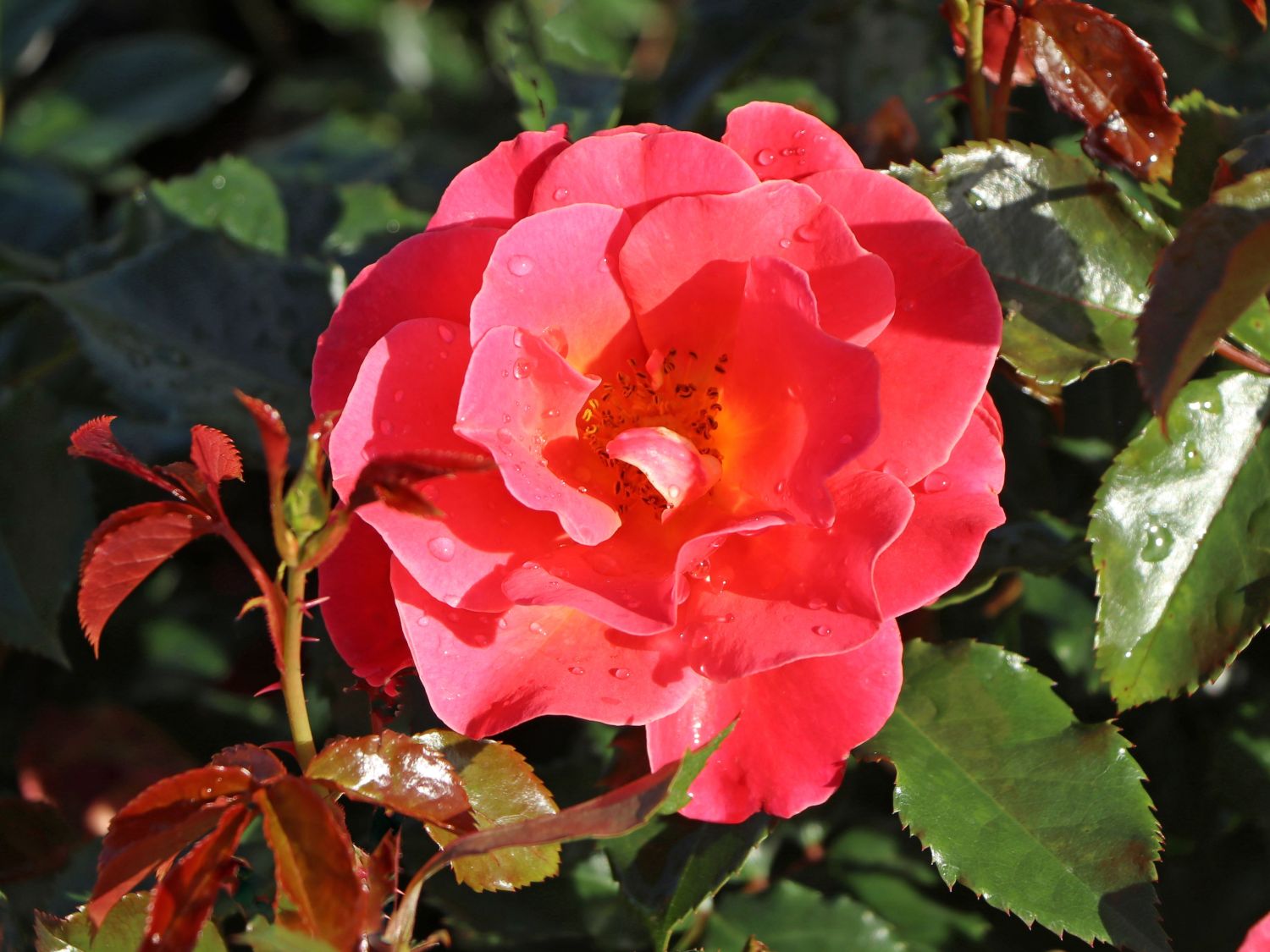 Beetrose 'Melusina' ® - Rosa 'Melusina' ®