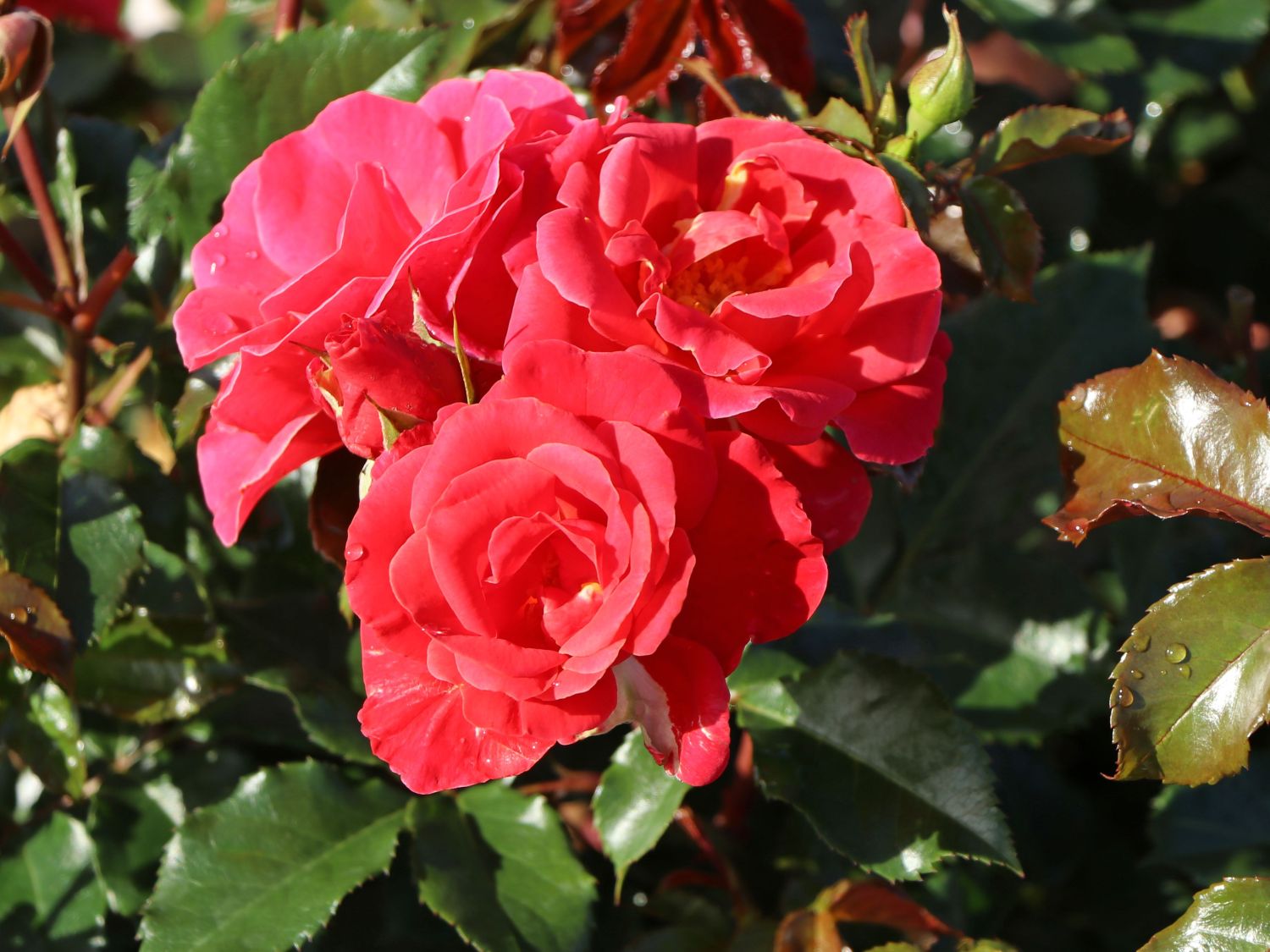 Beetrose 'Melusina' ® - Rosa 'Melusina' ®