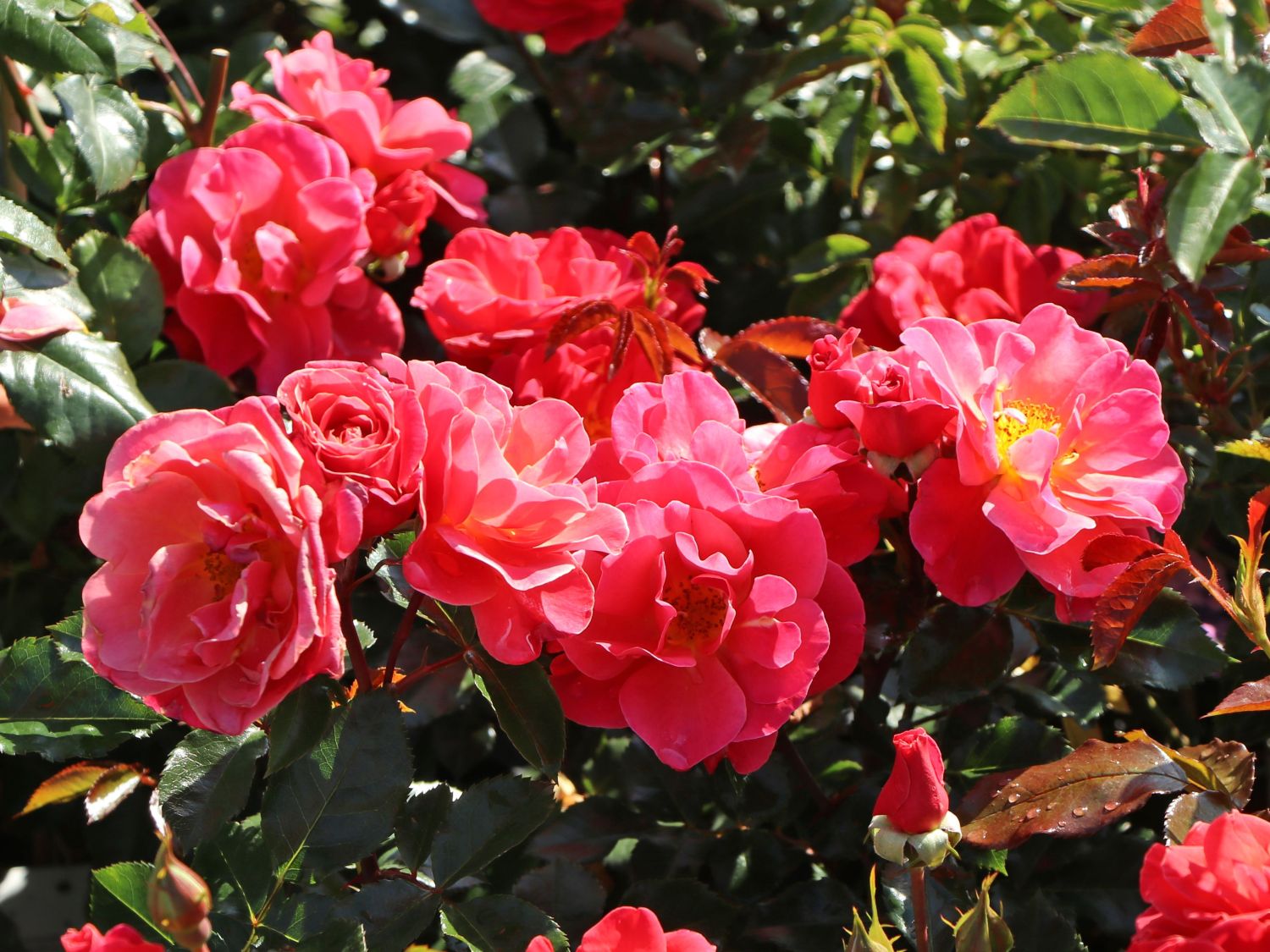 Beetrose 'Melusina' ® - Rosa 'Melusina' ®