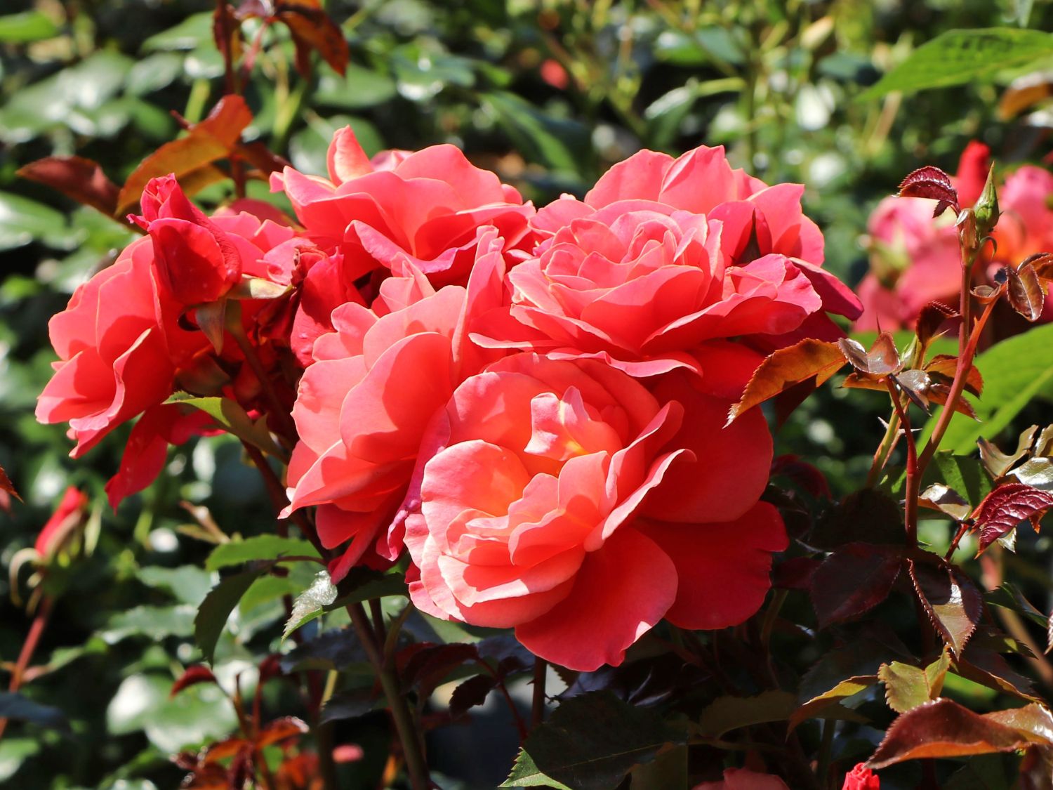 Beetrose 'Melusina' ® - Rosa 'Melusina' ®