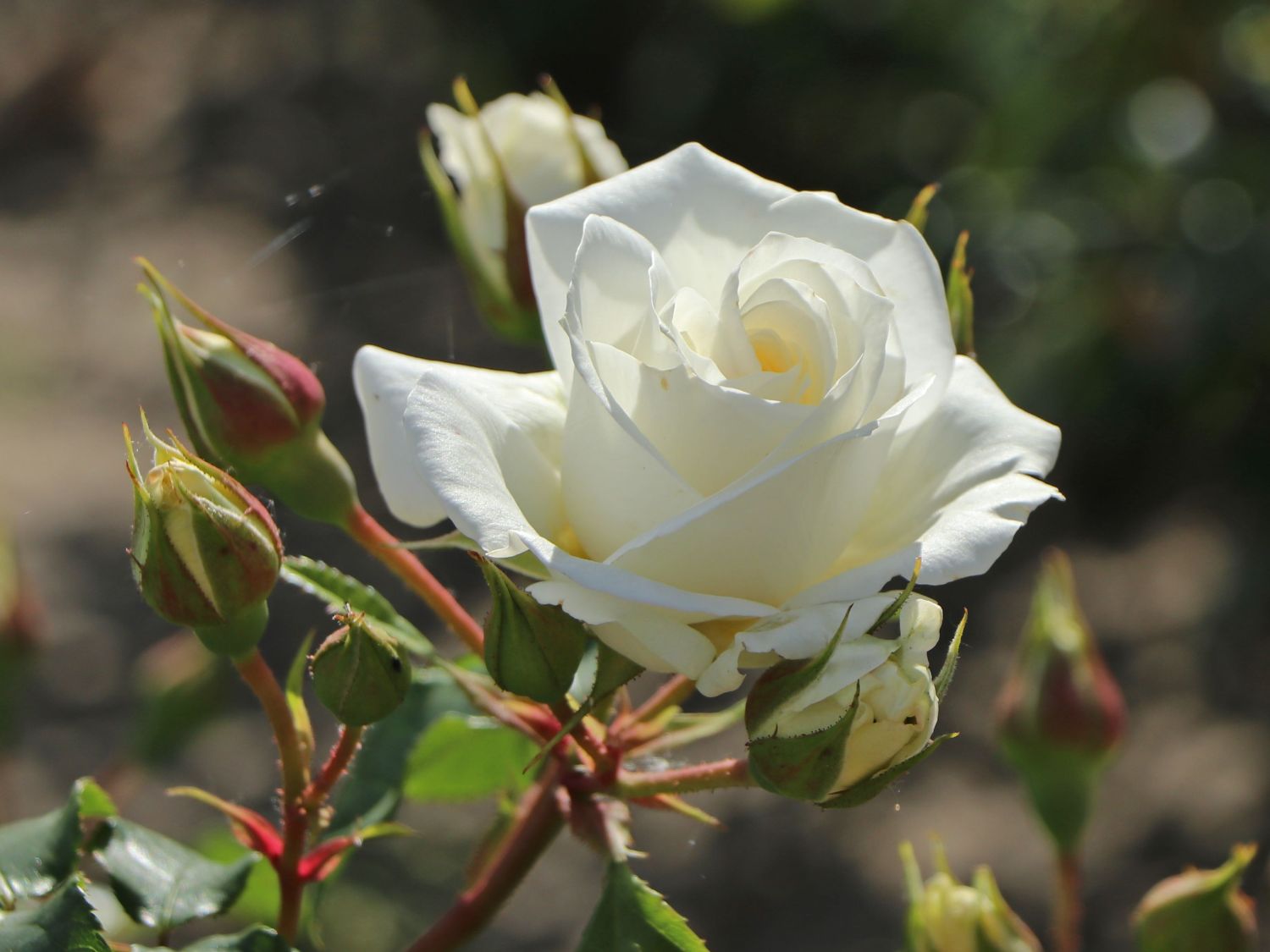 Beetrose 'Merry Forever'