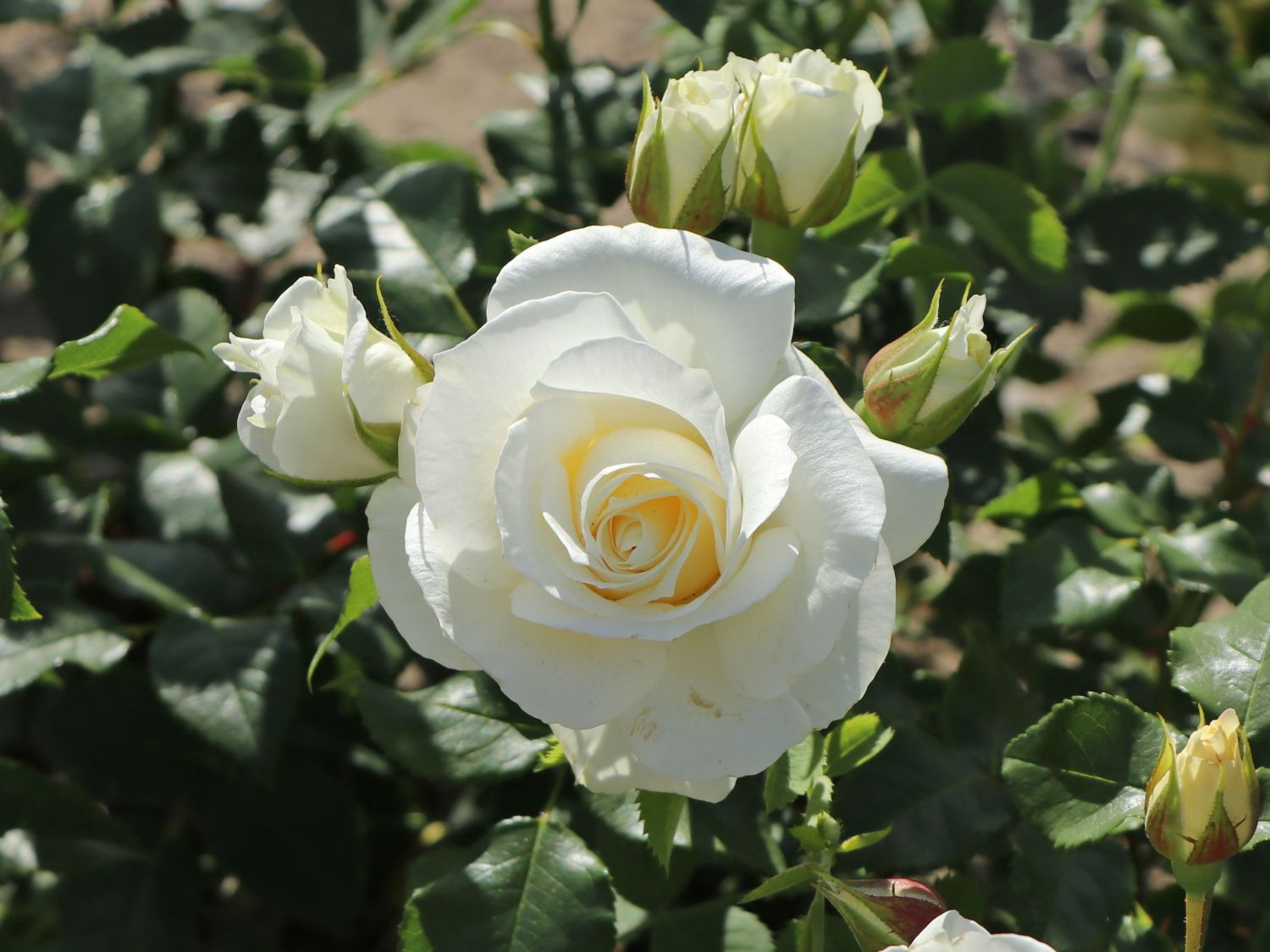 Beetrose 'Merry Forever' - Rosa 'Merry Forever'