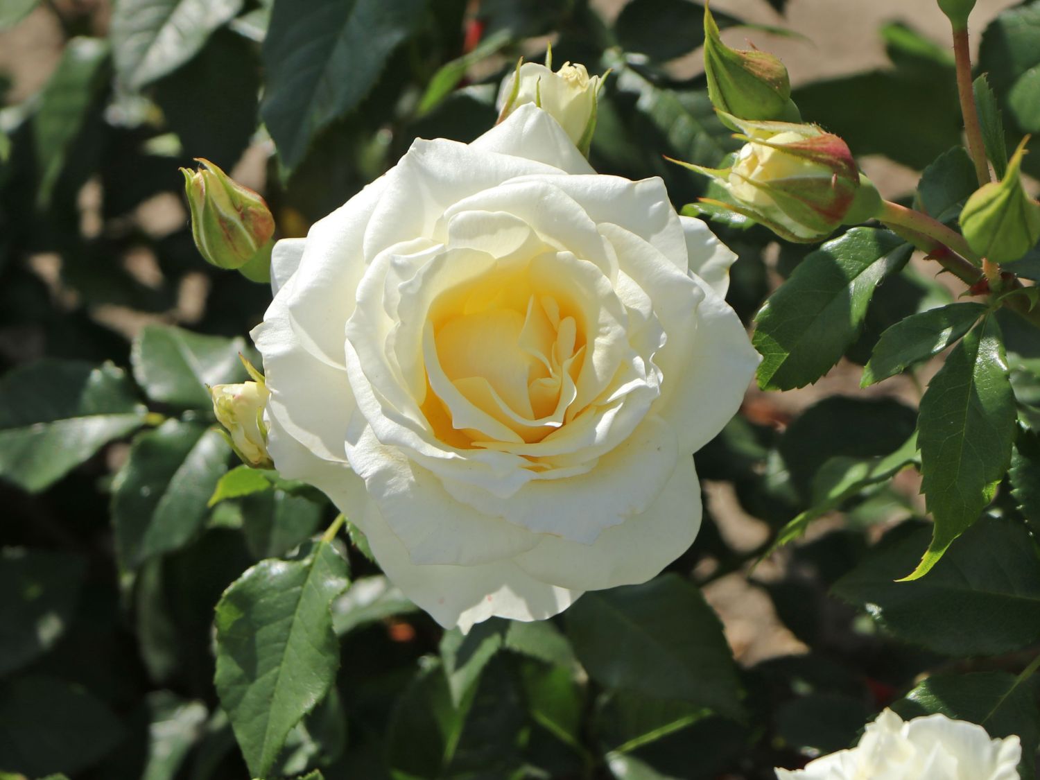 Beetrose 'Merry Forever' - Rosa 'Merry Forever'