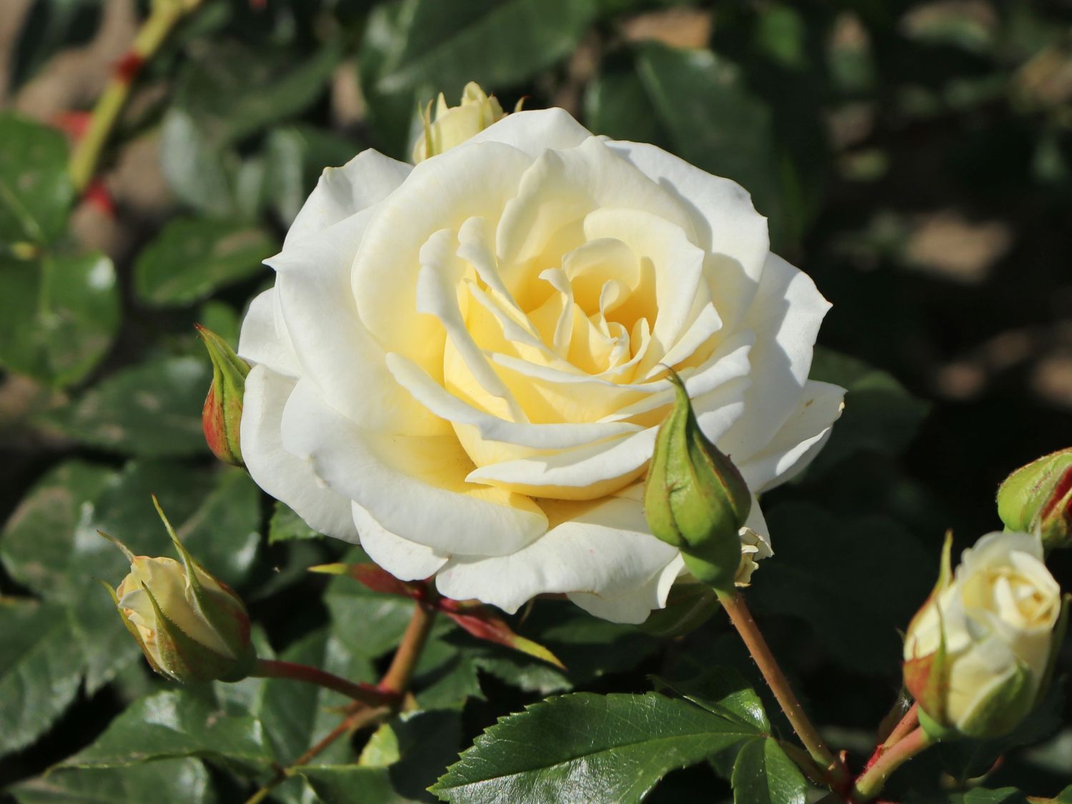 Beetrose 'Merry Forever' - Rosa 'Merry Forever'