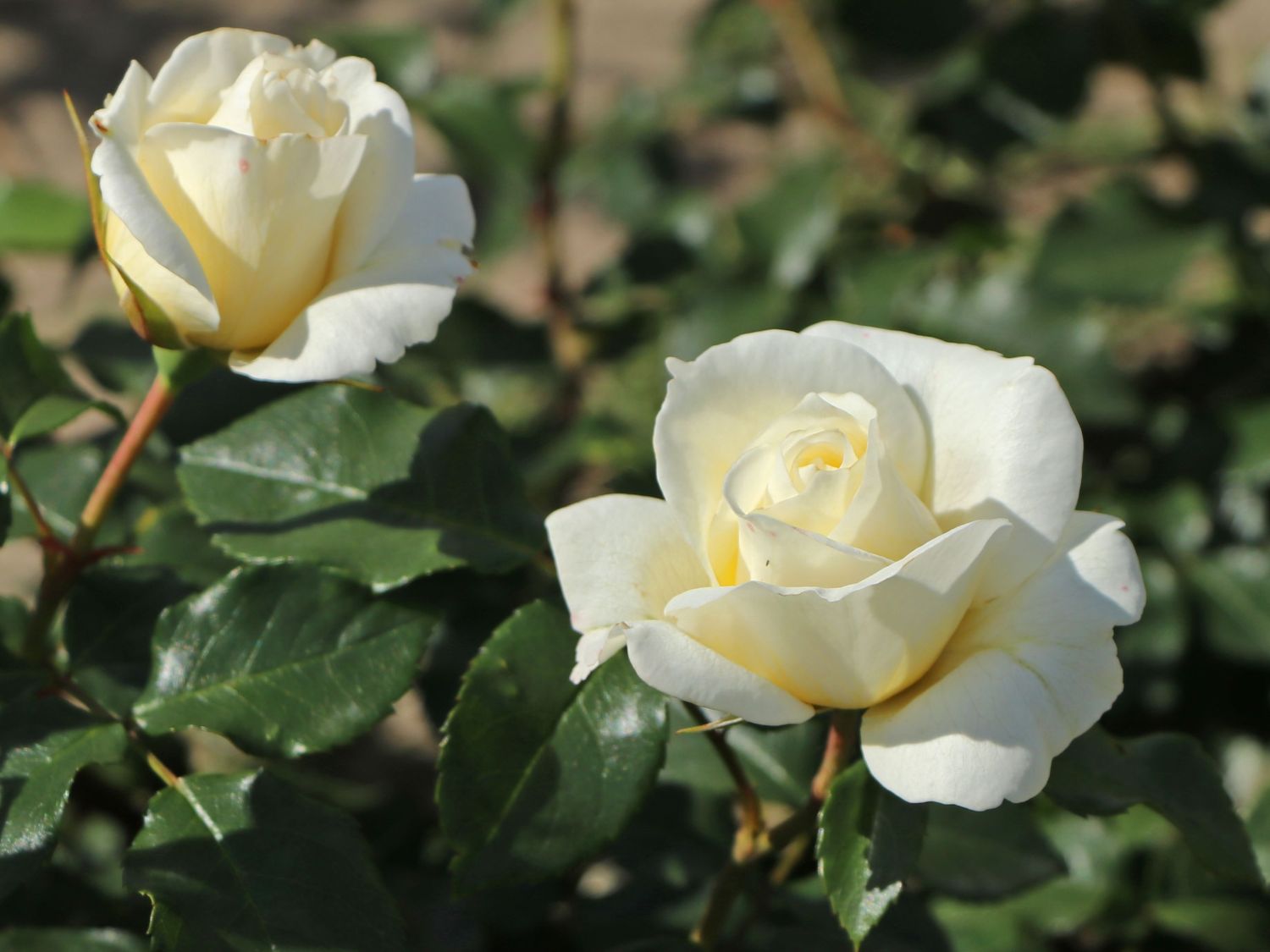 Beetrose 'Merry Forever' - Rosa 'Merry Forever'