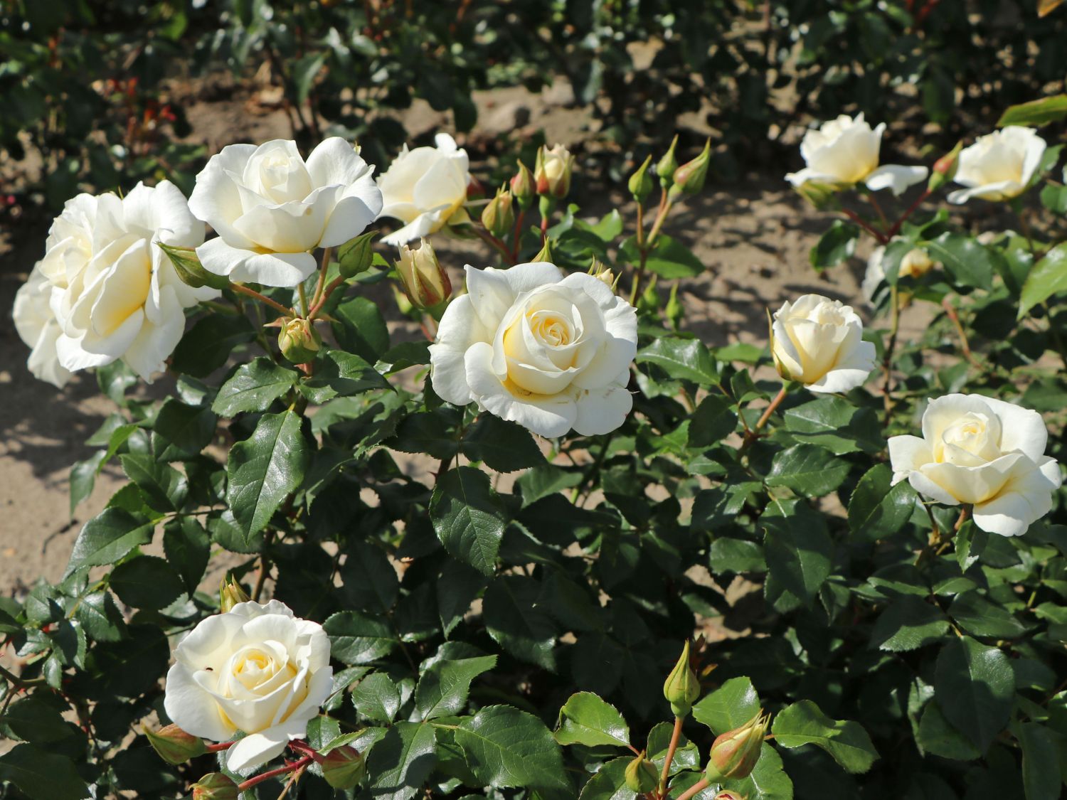 Beetrose 'Merry Forever' - Rosa 'Merry Forever'