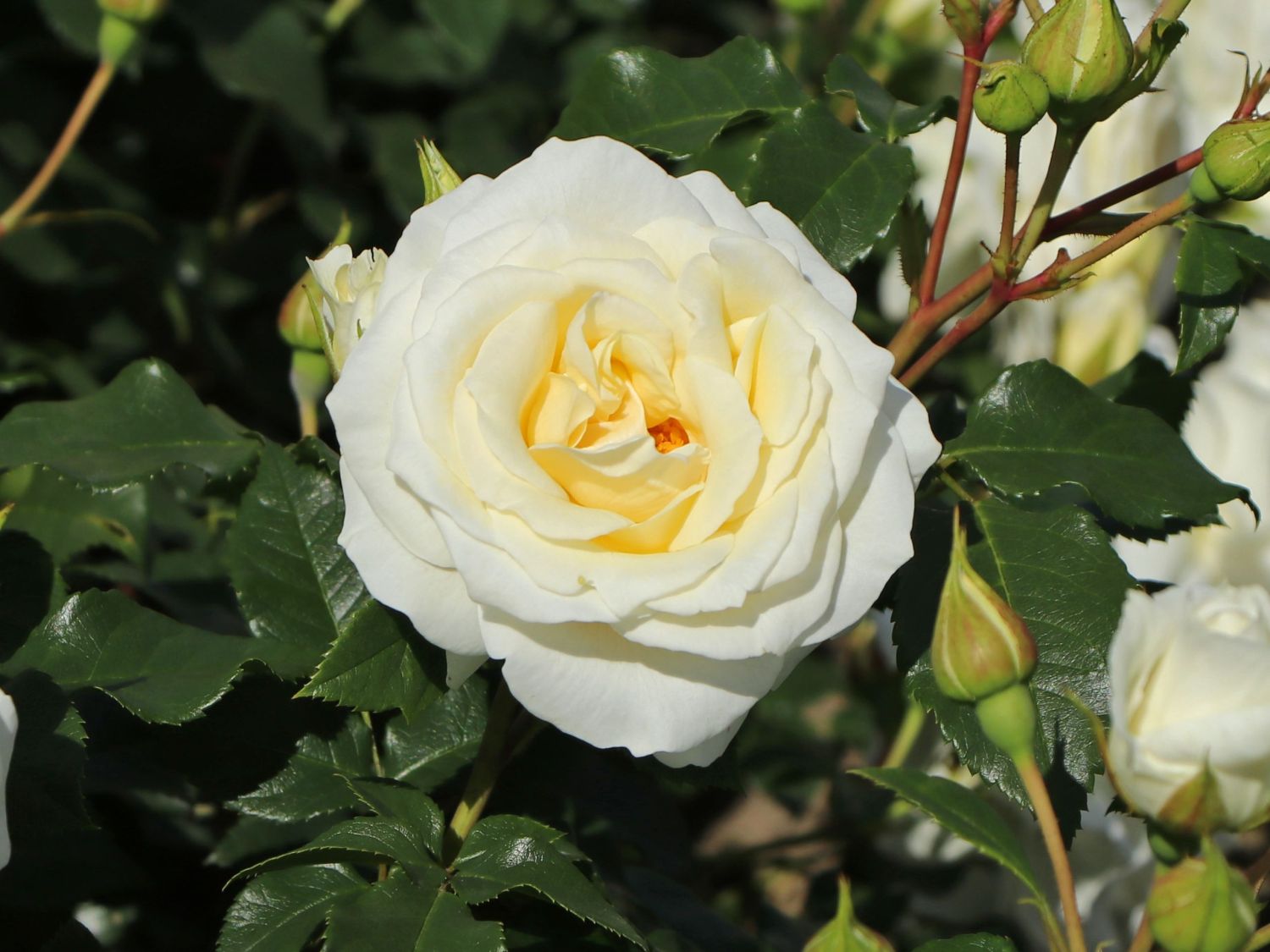 Beetrose 'Merry Forever' - Rosa 'Merry Forever'