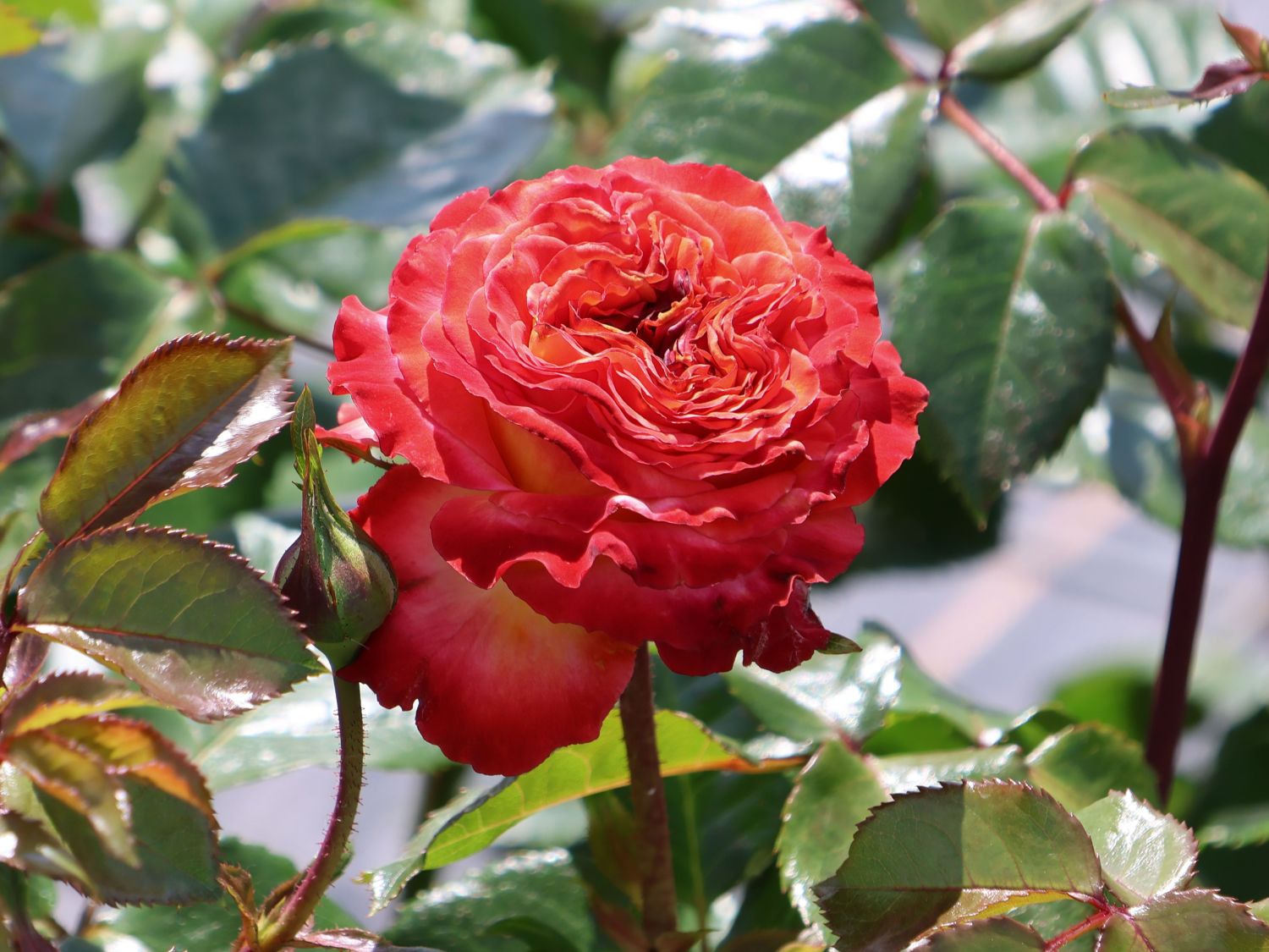 Beetrose 'Meteor' ®