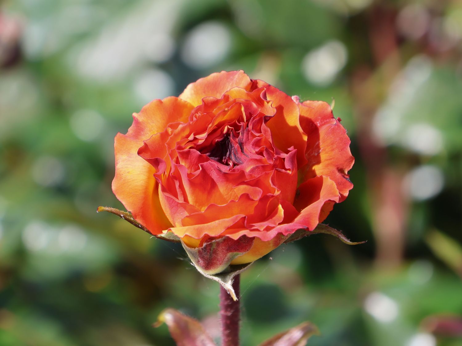 Beetrose 'Meteor' ® - Rosa 'Meteor' ®