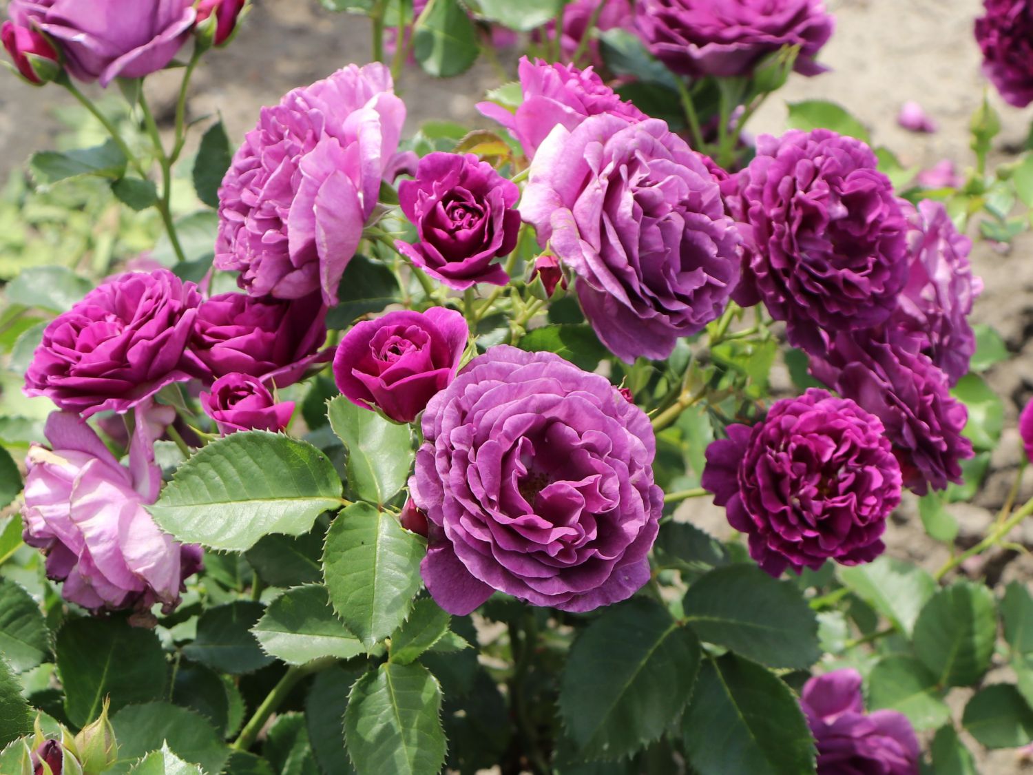 Beetrose 'Minerva' ®