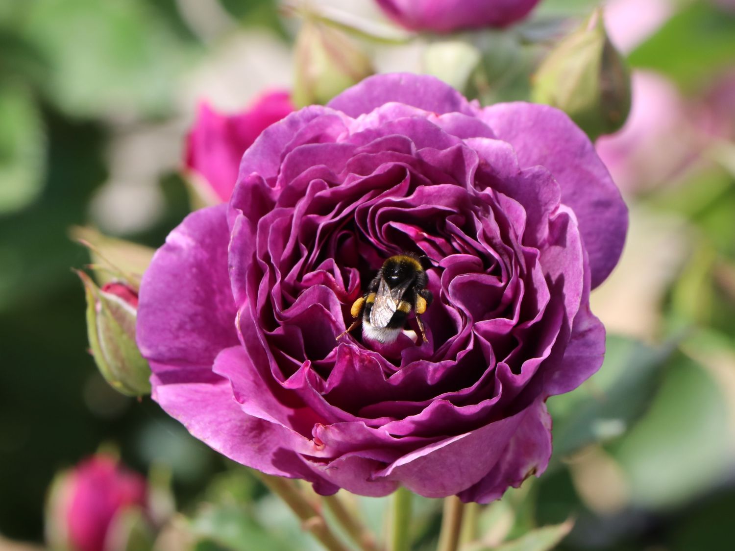 Beetrose 'Minerva' ® - Rosa 'Minerva' ®