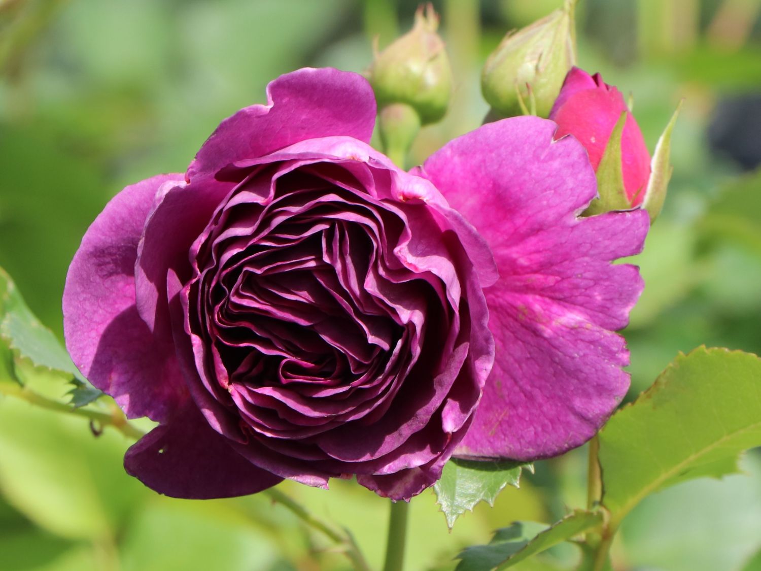 Beetrose 'Minerva' ® - Rosa 'Minerva' ®