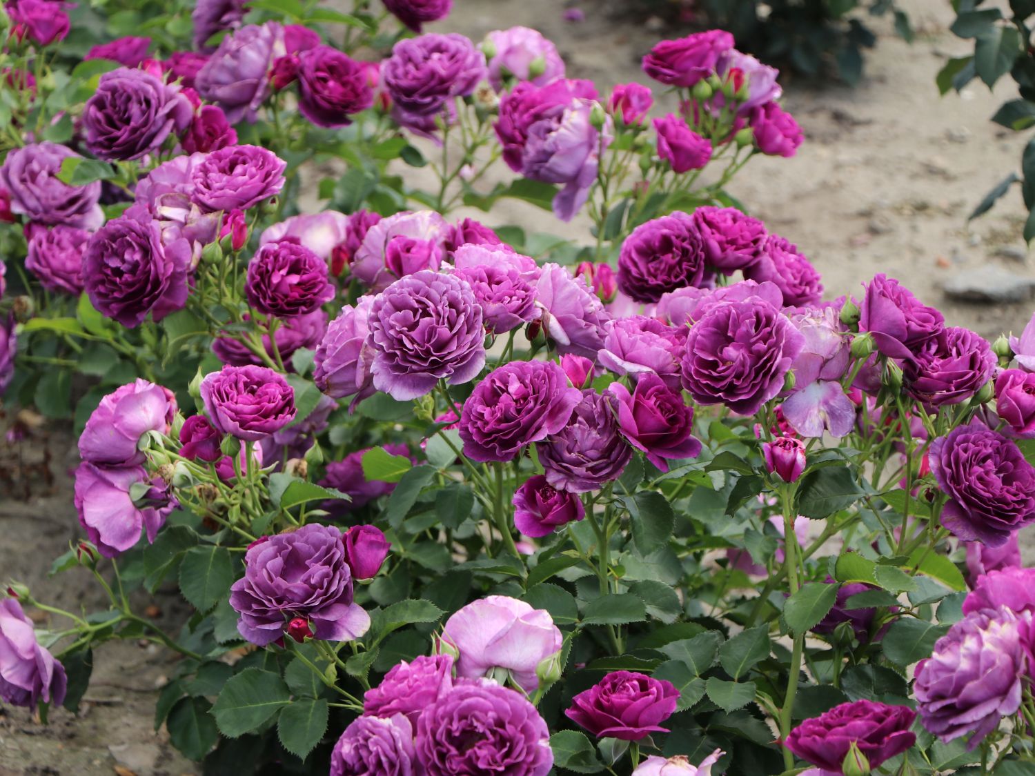 Beetrose 'Minerva' ® - Rosa 'Minerva' ®