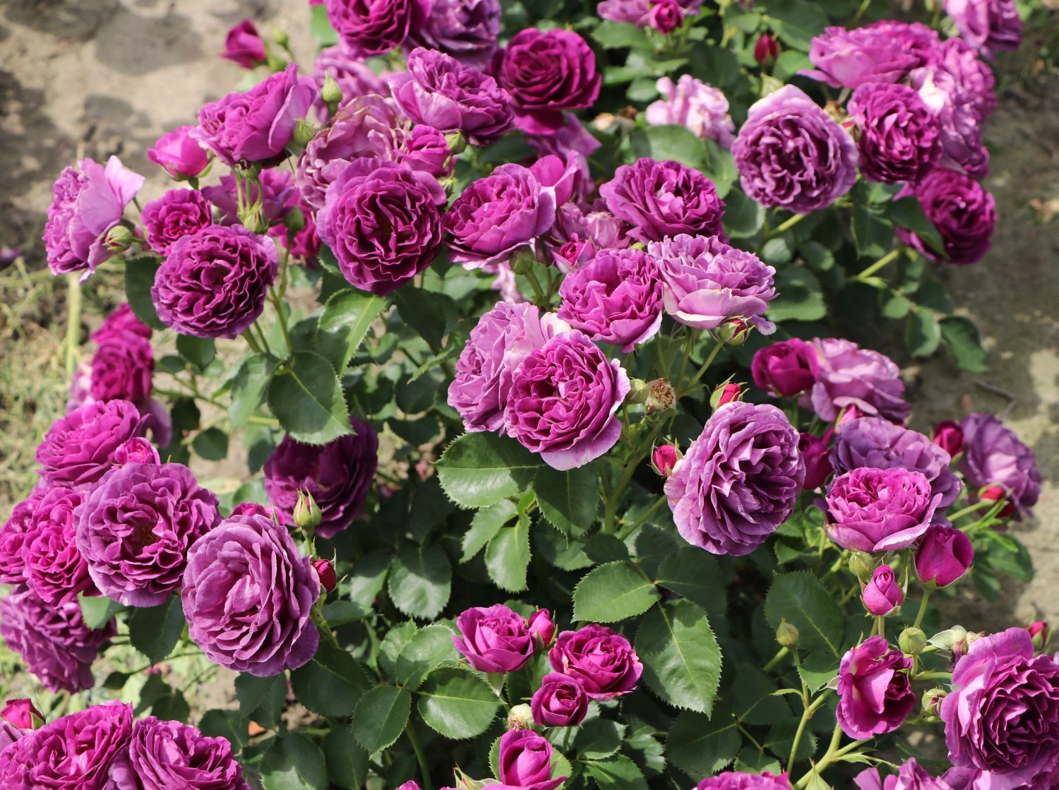 Beetrose 'Minerva' ® - Rosa 'Minerva' ®