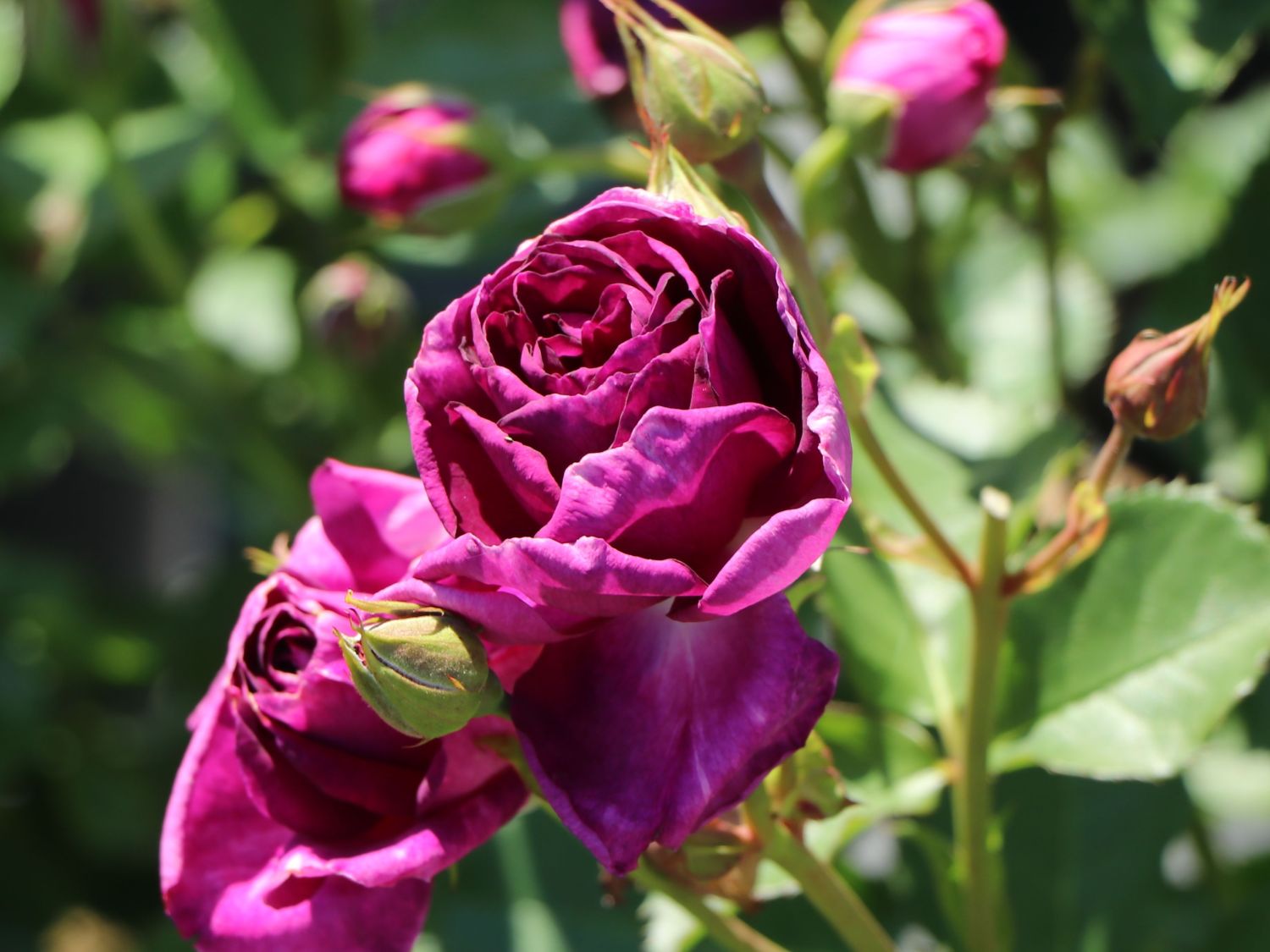 Beetrose 'Minerva' ® - Rosa 'Minerva' ®