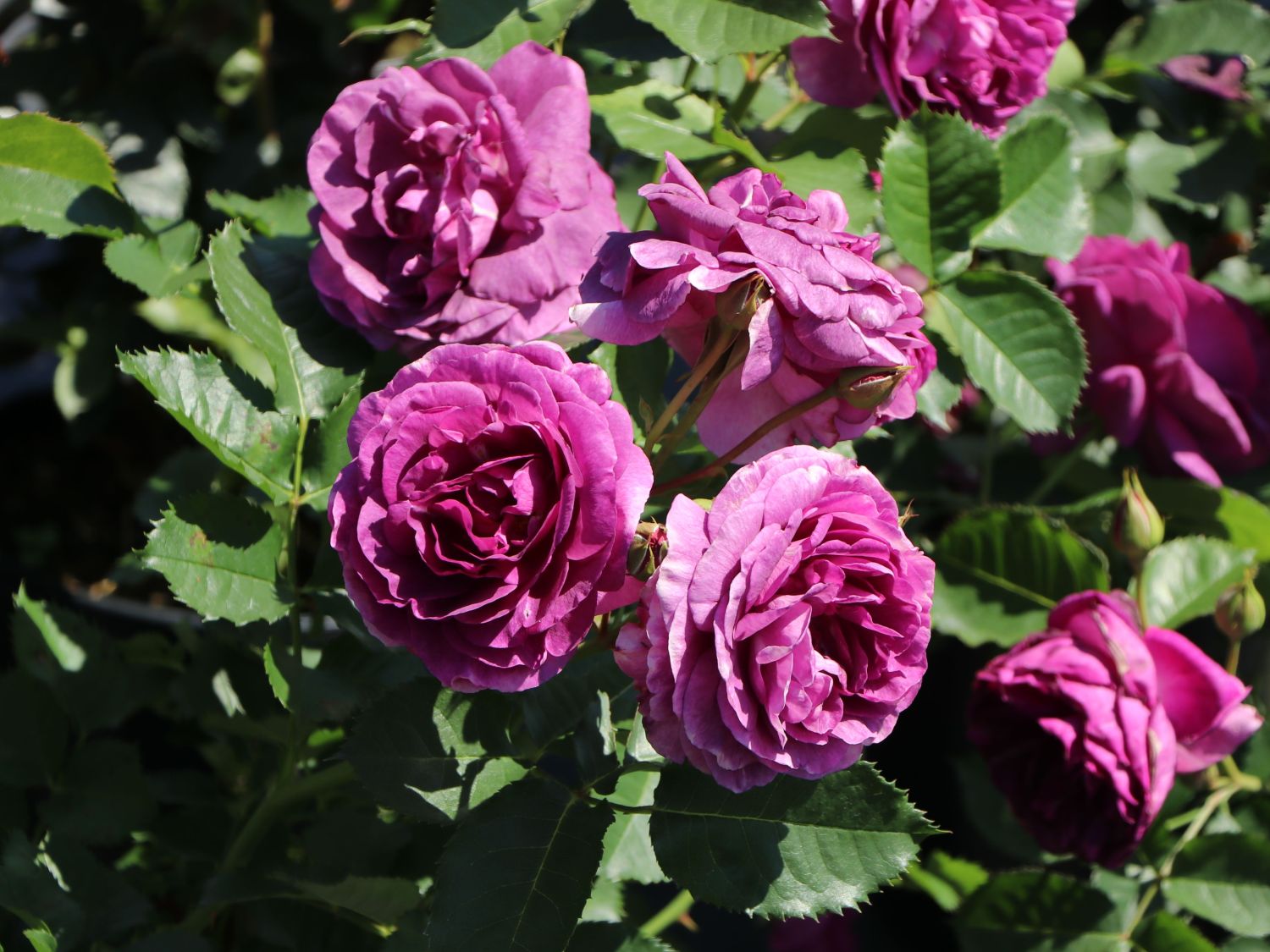 Beetrose 'Minerva' ® - Rosa 'Minerva' ®