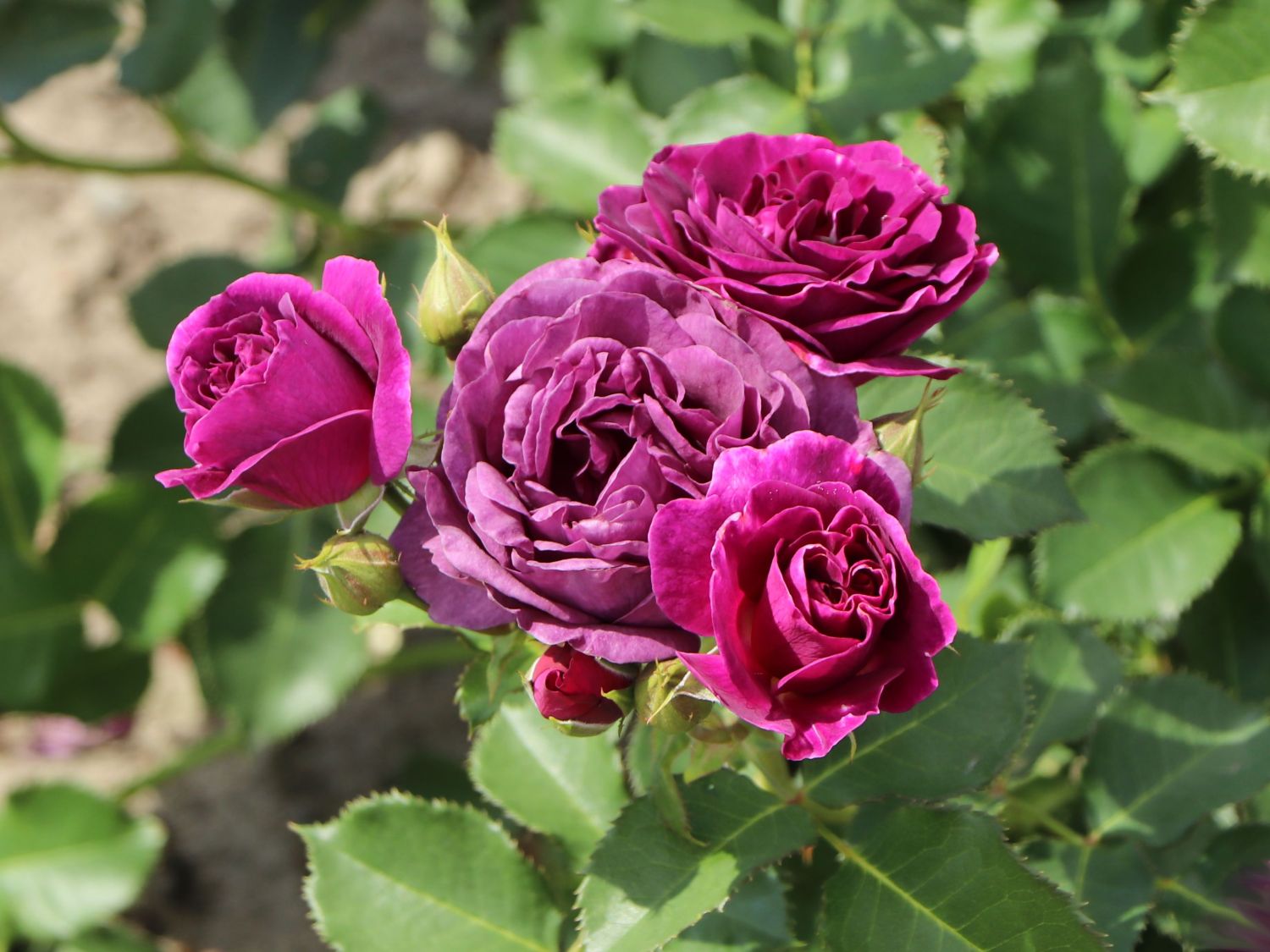 Beetrose 'Minerva' ® - Rosa 'Minerva' ®